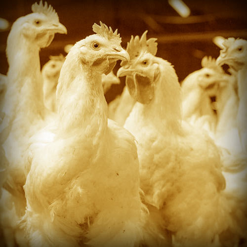 Κοτόπουλα Image