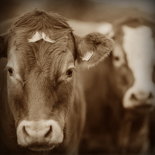 Βοοειδή Image