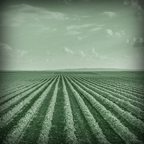 Καλλιέργειες Image